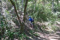 Corriol que s´endinsa al bosc: és el camí que puja cap a la Roca del Corb.