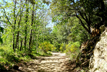 Camí cap al coll de Lli.