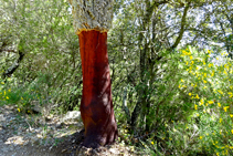 Suros al massís de les Salines.