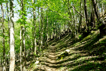 Castanyeda camí a Les Illes.