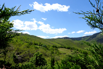 Boscos del massís de les Salines.