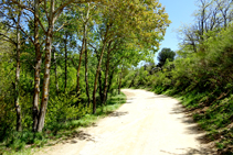 Camí de Les Illes al coll de Manrella.