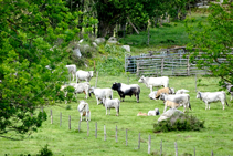 Ramat de vaques a les pastures de Can Barris.