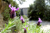 Caps de burro, lavanda típica de terres àcides.