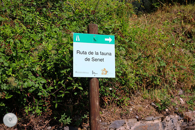 Ruta de la fauna de Senet 1 