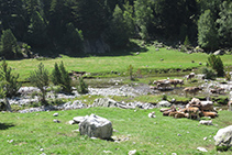 Ramat de vaques pasturant al planell de Sant Esperit.