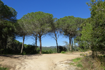 La pineda a Lloret de Mar.