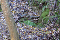 Font de Canemassos.