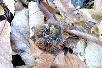 Castanyedes als faldars de Puigdefrou.