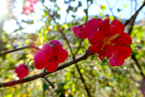 Evònim -<i>Euonymus europaeus</i>- al turó de la Palomera.