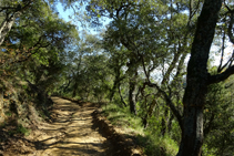 Bosc de suros al turó de la Palomera.