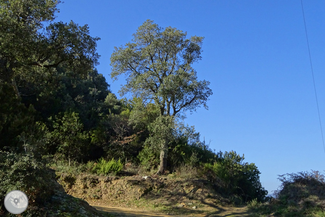 Ruta de les pedreres de la Cellera de Ter 1 