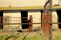 Centre Hípic de Vidreres.