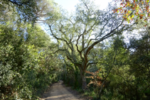 El bosc dels pantans d´en Llobet.