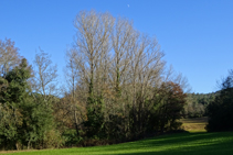 Bosc de ribera a la riera d´en Llobet.