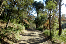 Camí entremig del bosc de suro.