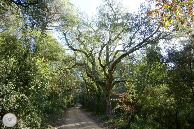 Ruta dels pantans d