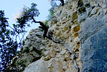 Alzina sobre del túnel de l´Aigua.