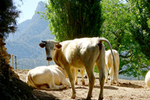 El ramat del mas la Sala.