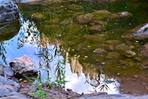 Reflex de les Agulles en un toll d’aigua al fons del torrent de l’Afrau.