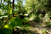 Arbres caducifolis a la roureda.