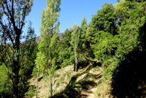 Petita pollancreda sobre la casa de la Tossa.