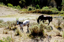 Cavalls pasturant a l´entrada de Berga.