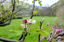 Arbres fruiters arribant a Cerbi.