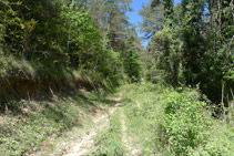 La pista es converteix en un corriol abans d´arribar al coll de Gavatx.