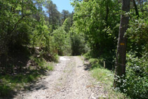 Tram per pista. Seguim els senyals grocs que hi ha pintats en algunes pedres i arbres.