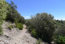 Camí de baixada cap a Sant Maurici de la Quar.