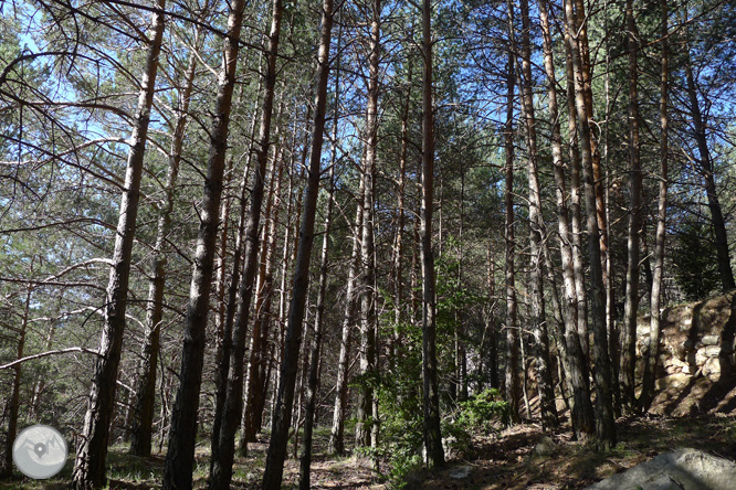 Camí antic del santuari de Montgrony des de Gombrèn 1 