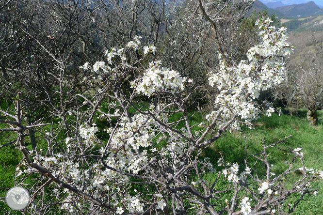 Camí antic del santuari de Montgrony des de Gombrèn 1 