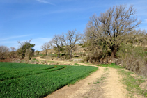 Entre camps de cereals i bosquines.