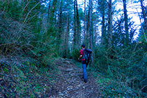 Caminet que s´endinsa al bosc, que ja no ens deixarà fins arribar al santuari.