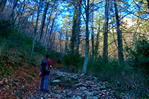 Camí dins del bosc.