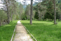 Avancem en direcció SE a través d´un bosc de pins.