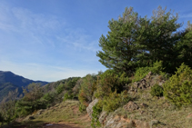 Boscos de pi roig a la serra de Puig d´Estela.