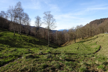 Bedolls i roures martinencs al camí ral de Ripoll a Olot.