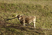 Vaques pasturant als prats propers a Vallfogona.