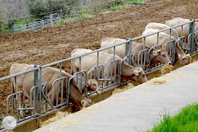 De Sort a Gerri de la Sal per Estac, Mencui i Peramea  1 