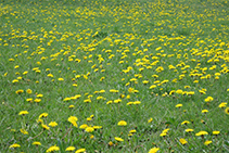 Espectacular catifa groga de pixallits (<i>Taraxacumofficinalis</i>) i de xicoies (<i>Taraxacumpyrenaicum</i>).