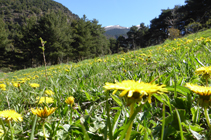 Prats al camí del Mas.