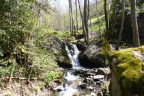 Bosc de ribera al riu de Llumeneres.