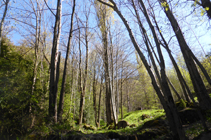 Bosc de ribera al riu de Llumeneres.