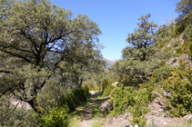 Alzinar al camí de Sant Martí.