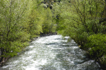 Bosc de ribera al riu Valira.