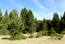 Bosc de pi negre amb ginebró.