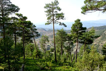 Pineda de pi roig.