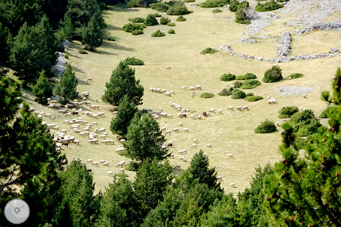 Ascensió a la Torreta de Cadí (2.562m) 1 